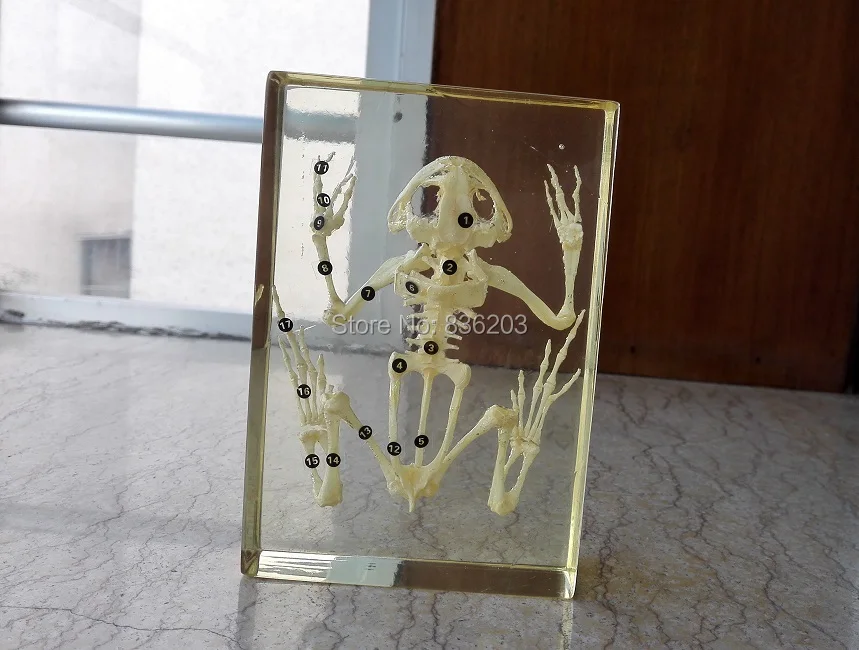 

Real frog Skeleton Specimen in Acrylic traumatic pistol skeleton trauma medical instruments anatomy Anatomical Teaching model