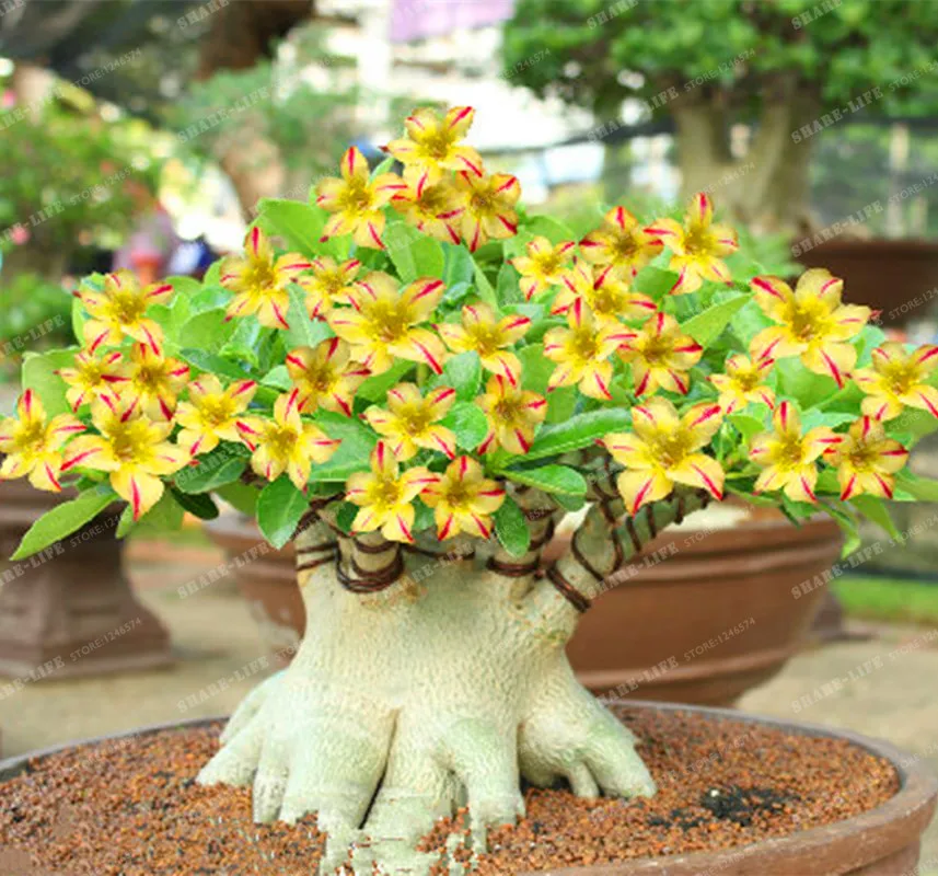 Rare Swaziland Princess Sabi Star Gemini Desert Rose Yellow Adenium Bonsai Plant Home Garden 1PCS Rare Swaziland Princess Sabi Star Gemini Desert Rose Yellow Adenium Bonsai Plant Home Garden 1PCS