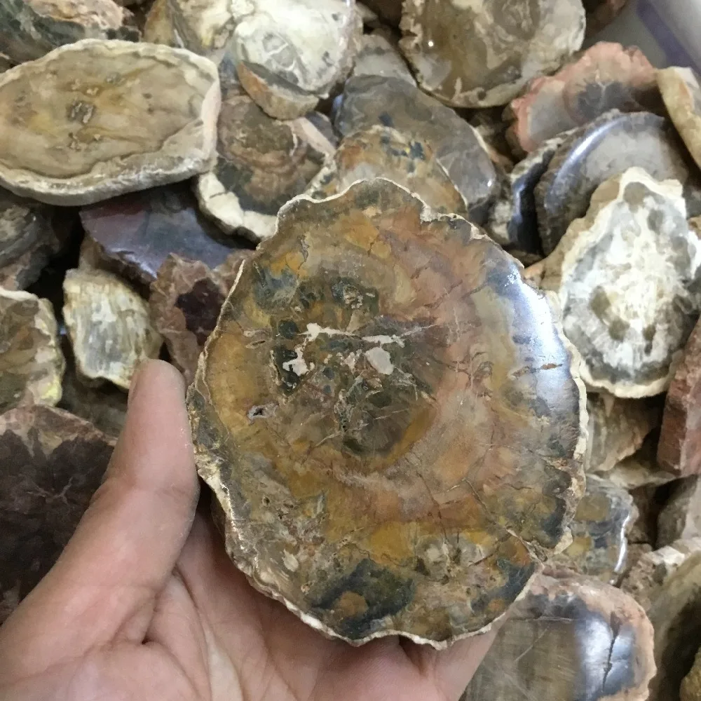 

Natural polished wood fossil slab rough stone slice specimen