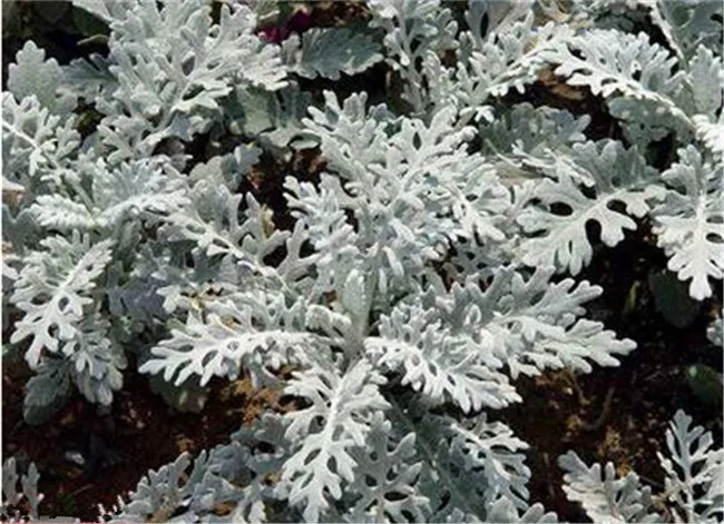 Senecio Cineraria Cake Mold 10