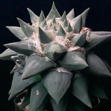 20 Семян/BagAriocarpus Retusus v. Furfuraceus Семян Ariocarpus Семян Мини-Бонсай Радиационной Защиты Растений
