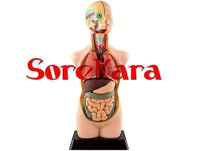 Human Anatomical Body Integral Organ distribution Skin Medical Teach Model School Hospital Hi-Q