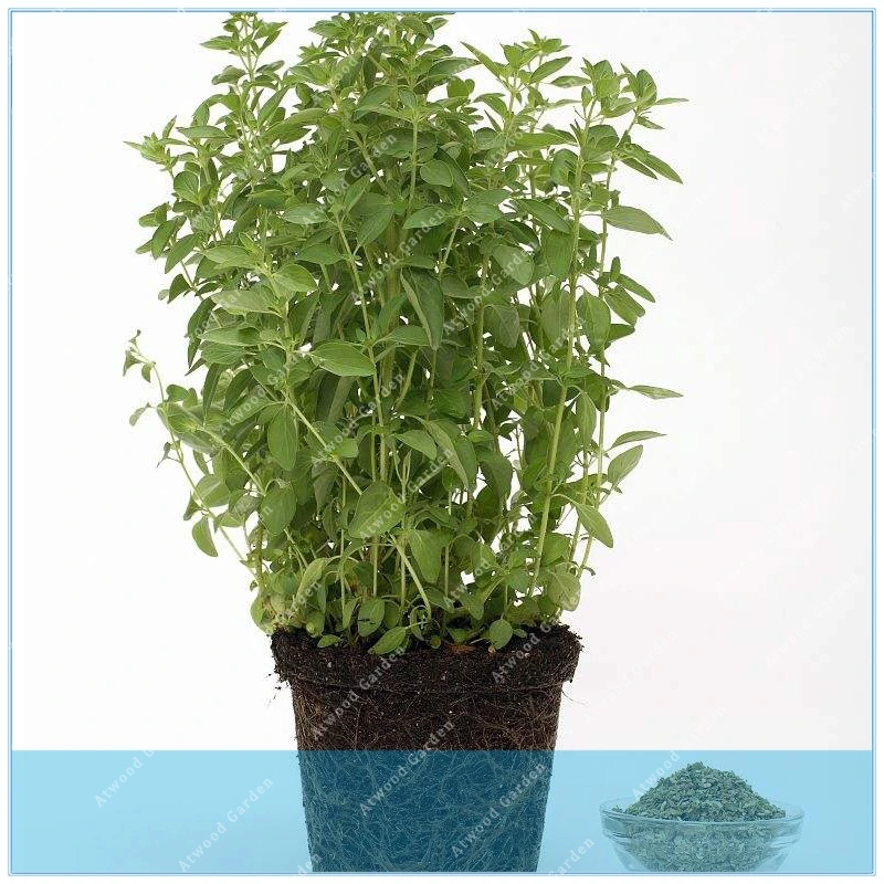 

ZLKING 200pcs pack Oregano Origanum vulgare Pot Marjoram flower bonsai plant DIY home garden