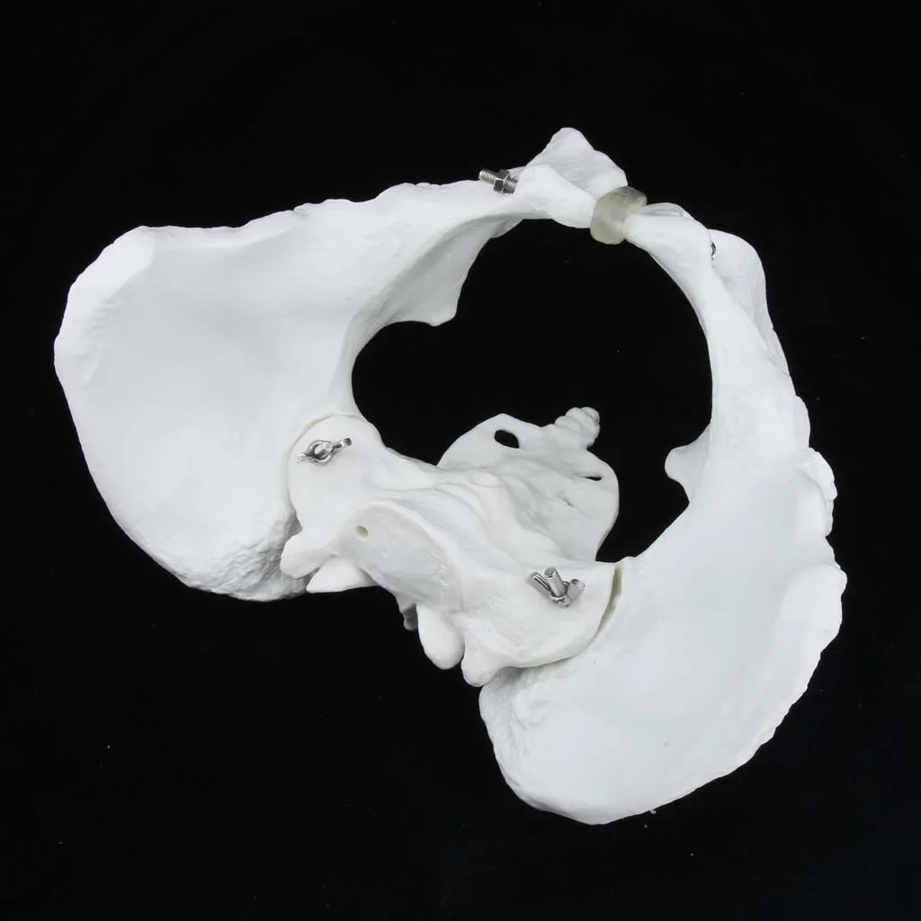 

Professional Female Pelvis Sacrum Pubis Skeleton Anatomical Model Learn Kit