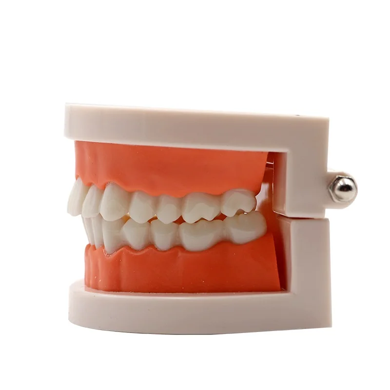 Adult Standard Typodont Teeth Model - For Dental Teaching, Study & Demonstration