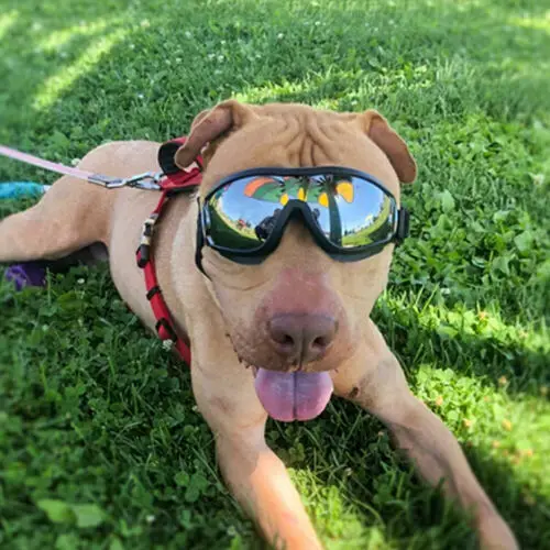 

Dog Goggle Doggle Protective Eyewear Sunglasses Waterproof UV Wind Resistant Dog Sunglasses