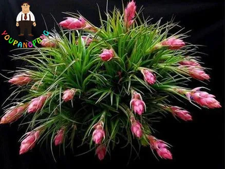 

Real Air Pineapple 100 Pcs/Bag Air Plants Prevent Radiation Fleshy pcs, Imports Potted Hybrid bonsai Succulent Plants