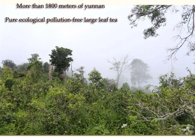 C-PE079 Hot Sale 100g Premium Yunnan Puer Tea,Dayi Ripe Pu'er Tea Puerh Tea,Chinese Old Tea Menghai Tree Organic Pu erh   C-PE079 Hot Sale 100g Premium Yunnan Puer Tea,Dayi Ripe Pu'er Tea Puerh Tea,Chinese Old Tea Menghai Tree Organic Pu erh