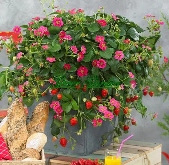 Por All Season Garden Plants 50pcs Lot Climbing Strawberry All Season Seed Beautiful Bonsai Plant Home Garden Free Shipping A12