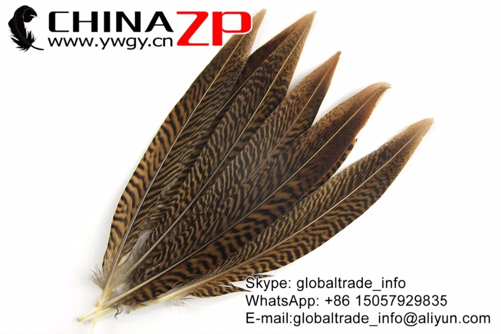 20-25cm Golden Pheasant Tail Feathers (5)