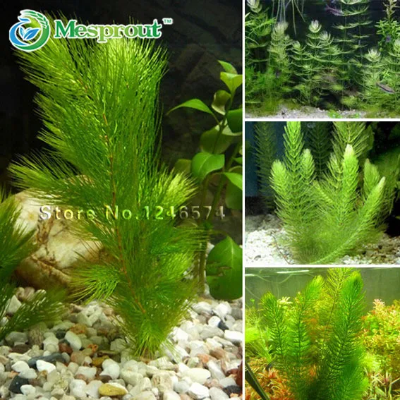 

500pcs/bag Aquarium Plants Bonsai Grass Water Aquatic Plant Garden Indoor Ornamental Plant Grass Flores For Home Fish Tank
