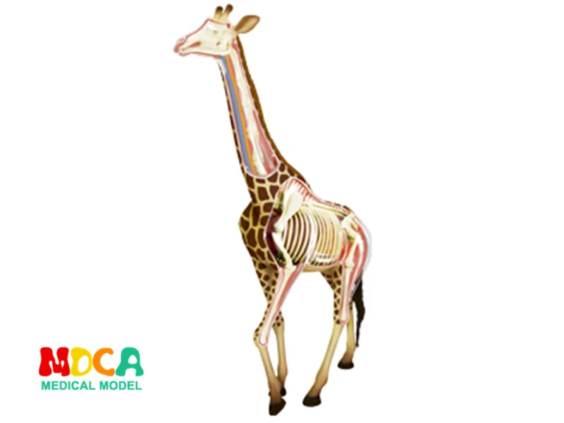 

Science Educational Designer Toys 4D Forest Animals Puzzle Master Simulation DIY Anatomical model for Children mkd3 Giraffe