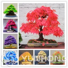 Potted font b Plant b font font b seeds b font 100 True Japanese Red Maple