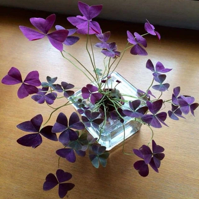 Image of Oxalis triangularis 'Atropurpurea' bulb