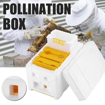 

Foam Hive Box Harvest Bee Beekeeping King Pollination Breeding Box Beekeeping Tool Harvest Bee Hive Supplies Kit