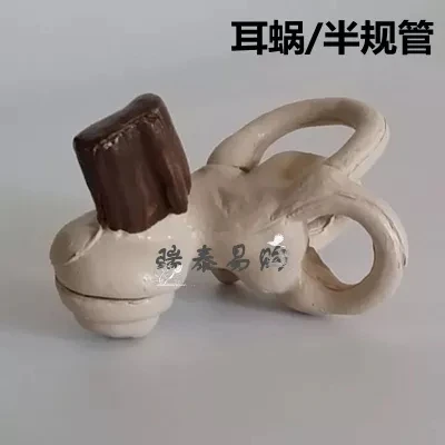 Человеческий ушной полурегулятор cochlea медицинская анатомическая модель