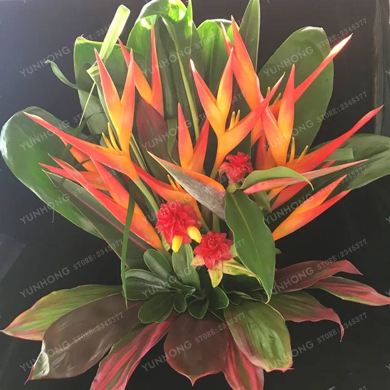 Комнатное растение в горшке, цветок апельсина Strelitzia Reginae, бонсай, райская птица, бонсай, jadim Bonsai Sementes, 50 частиц/лот