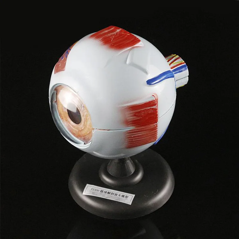 New Biological Teaching supplies Eyeball Model 6X Eye Dissection