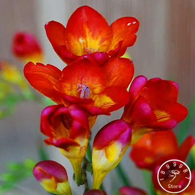 Промо-акция! желтая фрезия бонсай растения сад орхидей 100 шт./пакет,# UY406W - Цвет: 14