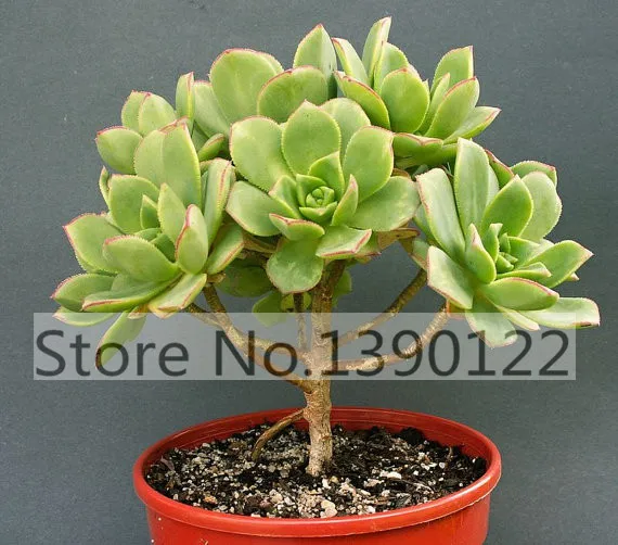 Online Buy Wholesale cactus succulent plants from China cactus