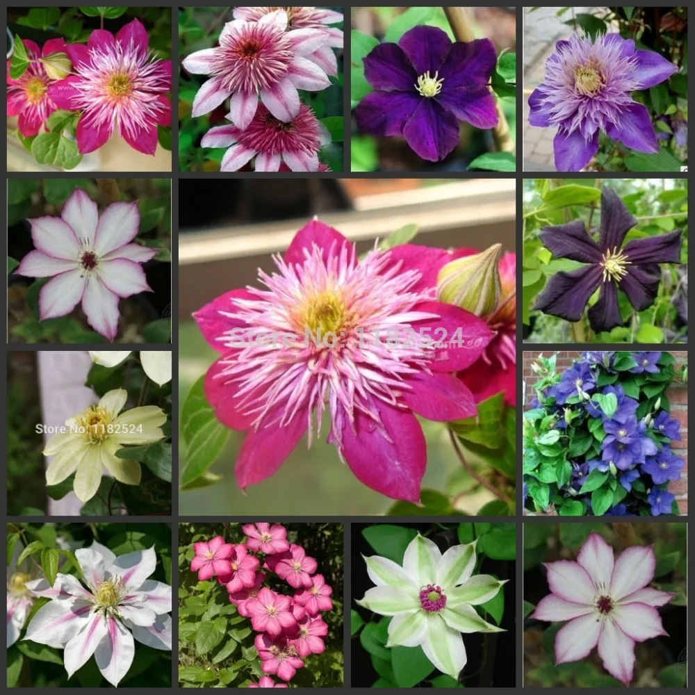 

100pcs 100% Genuine Clematis Semillas Bonsai Flower Plant Semillas