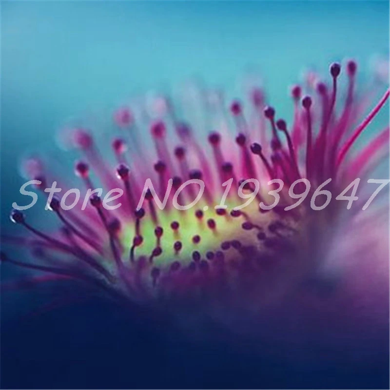 Sale! 100 Pcs/ bag Bonsai Sundew Plants Blue enchantress Carnivorous plant table Pot Drosera peltata Bonsai Radiation Protection