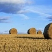 Hay Bales  Scotland  United Kingdom Poster Print (36 x 12)