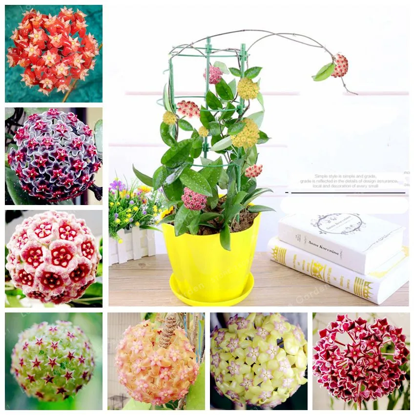 

100 Pcs Orchid Ball Bonsai Rare Ball Orchid Flower Perennial Plant Hoya Carnosa Bonsai Bonsai Pot Plant For Home Garden