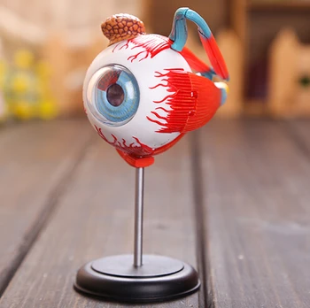 

Master 4D eye model 32 pcs assembled human anatomy model new 3D structure of the eye puzzle