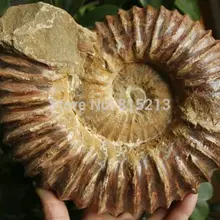 Ddh001038 большая окаменелая скорлупа аммонита с лечебным действием, образцы Мадагаскара