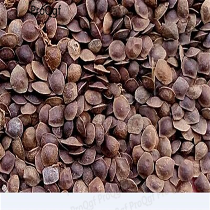 

200Pcs mimosa rrer