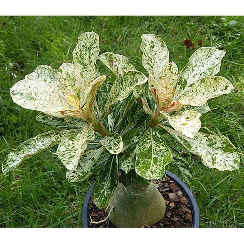100% True Desert Rose Scarce Grafted Variegated Leaves petals Potted Home Garden Flowers Bonsai Plants Adenium Obesum 1 PCS 100% True Desert Rose Scarce Grafted Variegated Leaves petals Potted Home Garden Flowers Bonsai Plants Adenium Obesum 1 PCS