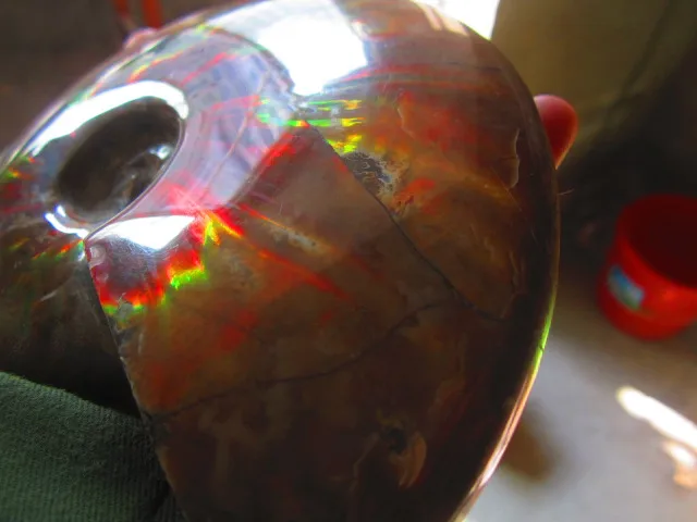 Best Offers 743g(1.63 lb) Iridescent Ammonite Ammolite Specimen Fossil Madagascar BFB986