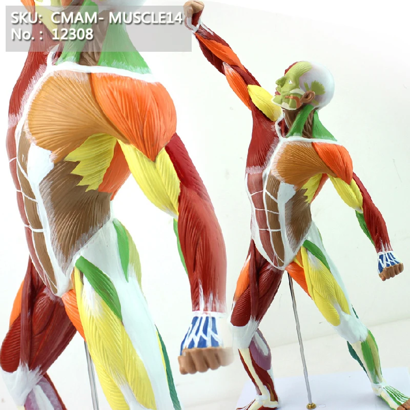 CMAM/12308 Muscle, 55cm, full body, colored, Plastic Human Body Muscle