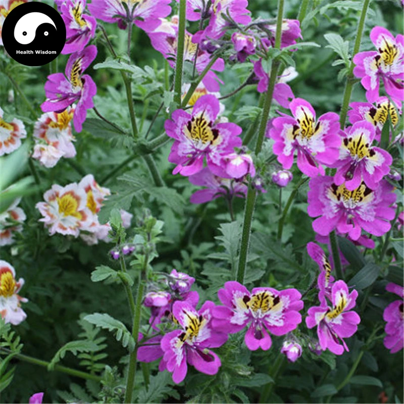 Buy Schizanthus Pinnatus Flower Semente 400pcs Plant Flower Schizanthus