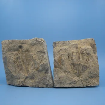 

home decor Gifts crown off insect specimen trilobite fossils paleontology of teaching science Shiyan Zi Stone