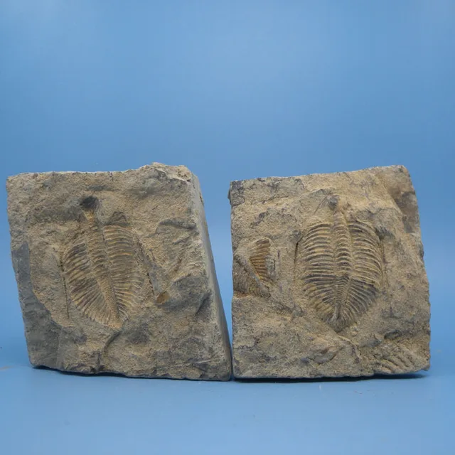 Best Price home decor Gifts crown off insect specimen trilobite fossils paleontology of teaching science Shiyan Zi Stone