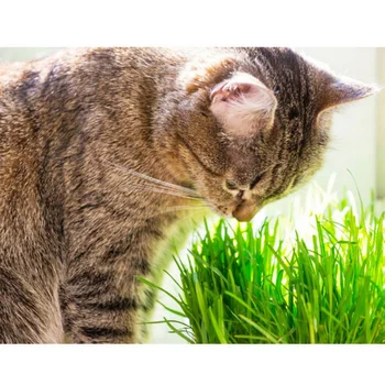 

Non-toxic Edible Removal of Gastrointestinal Hair Ball Cat Grass Seeds for Pet Cat Supplement Vitamins Play