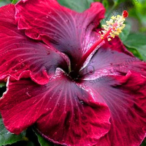 

Hot Sale!BELLFARM 100PCS Hibiscus Rosa-sinensis Perennial Flower plant Bonsai Big Blooms Red Green Blue Purple Colorful Garden H
