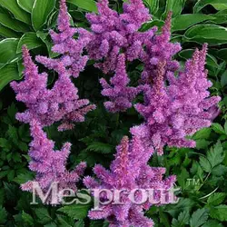 100 шт. обеденная тарелка Радуга Astilbe Chinensis бонсай китайский пион бонсай цветок бонсай различные цвета на выбор для домашнего сада