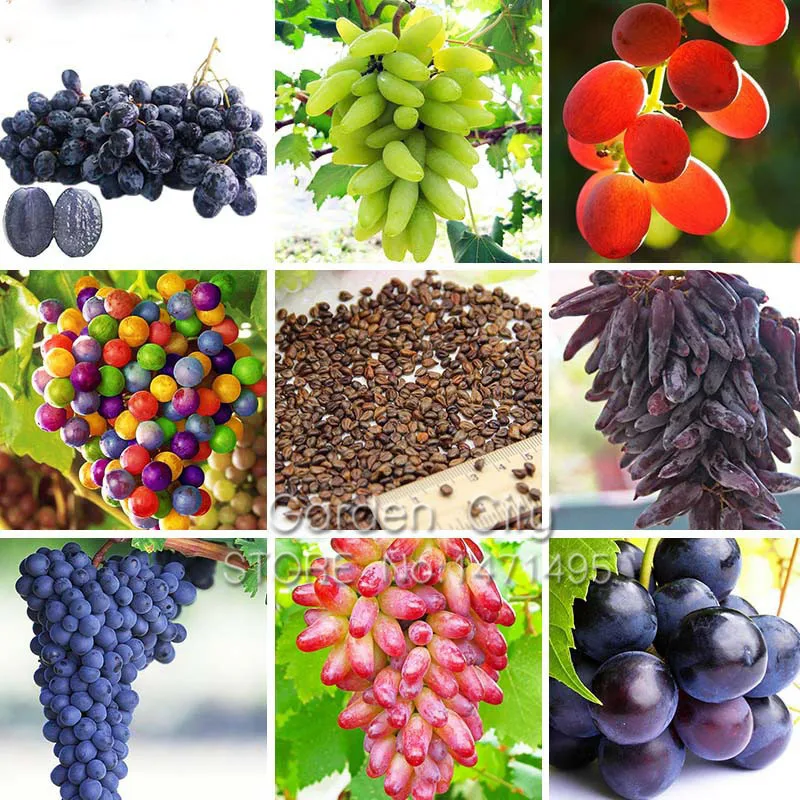 

12 Kinds of Grape Bonsai Advanced Fruit Bonsai Natural Growth Grape Sweet Kyoho Grape Gardening Fruit Plants Bonsai 50PCS