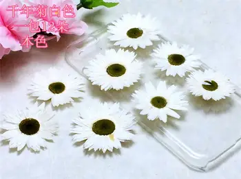 

120pcs Pressed Dried White/Purple Helipterum Flower Plant Herbarium For Jewelry Postcard Invitation Card Phone Case Bookmark DIY