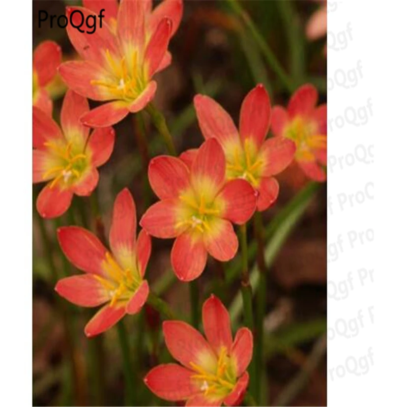 

Prodgf 50Pcs A Set Red Zephyranthes