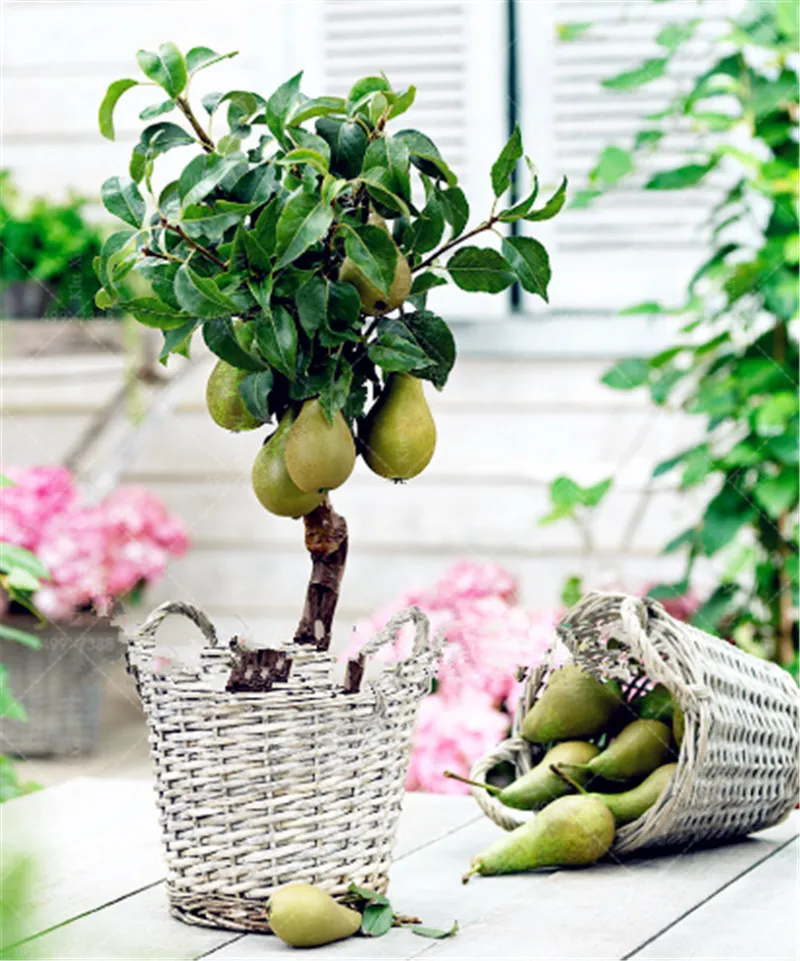 

Bonsai Pear Mini Pear Tree Bonsai Super Sweet Fruit Bonsai Quality Potted Plants For Home Garden DIY 20 Pcs Free Shipping