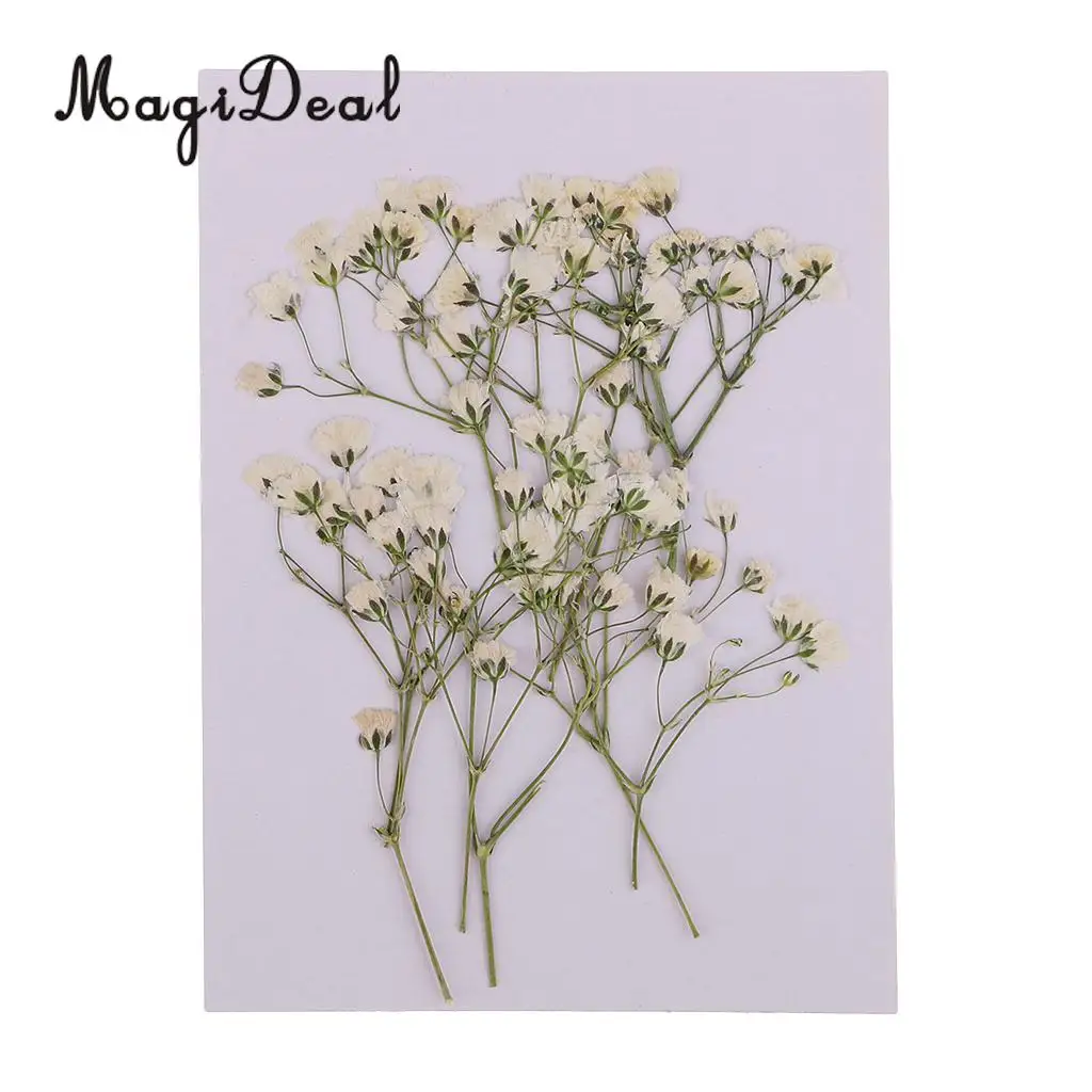 Pack 20 Pressed Sage Flower Babysbreath Dried Flowers for Art Craft Scrapbooking Epoxy Resin Jewelry Making DIY Materials