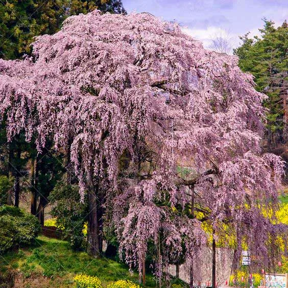 10pcs Weeping Sakura plant Beautiful Oriental Cherry Blossom plant