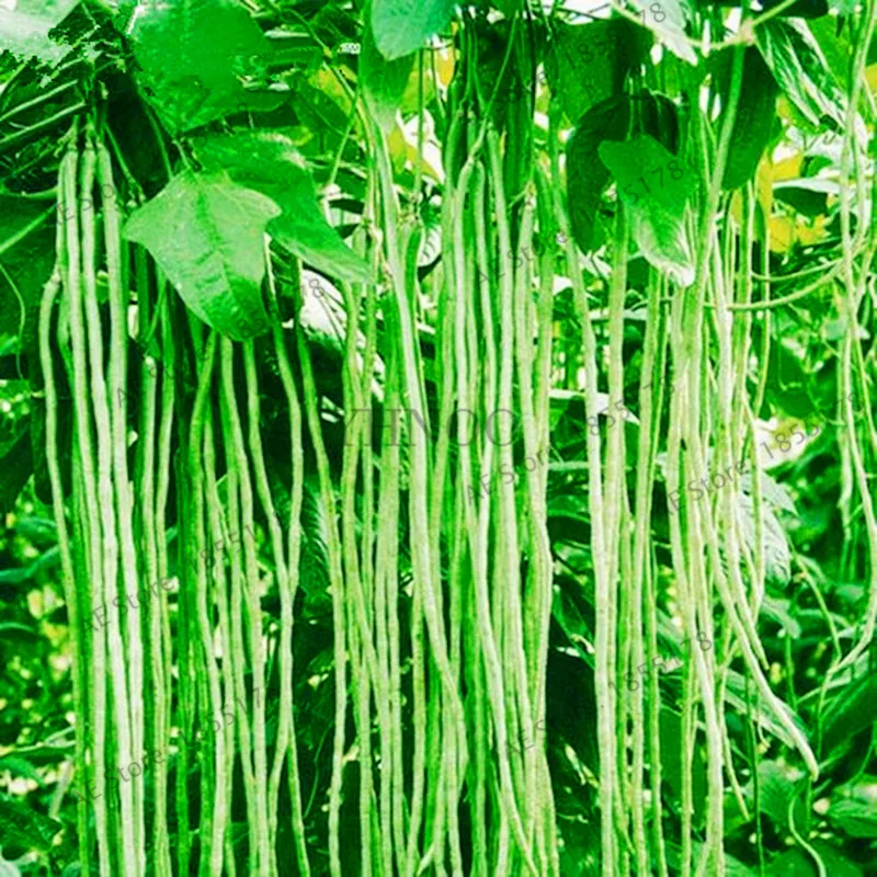 

20pcs/bag Long Bean Vigna Unguiculata bonsai,Cowpea Snake Bean Vegetable plant, Mini Garden long Bean flores