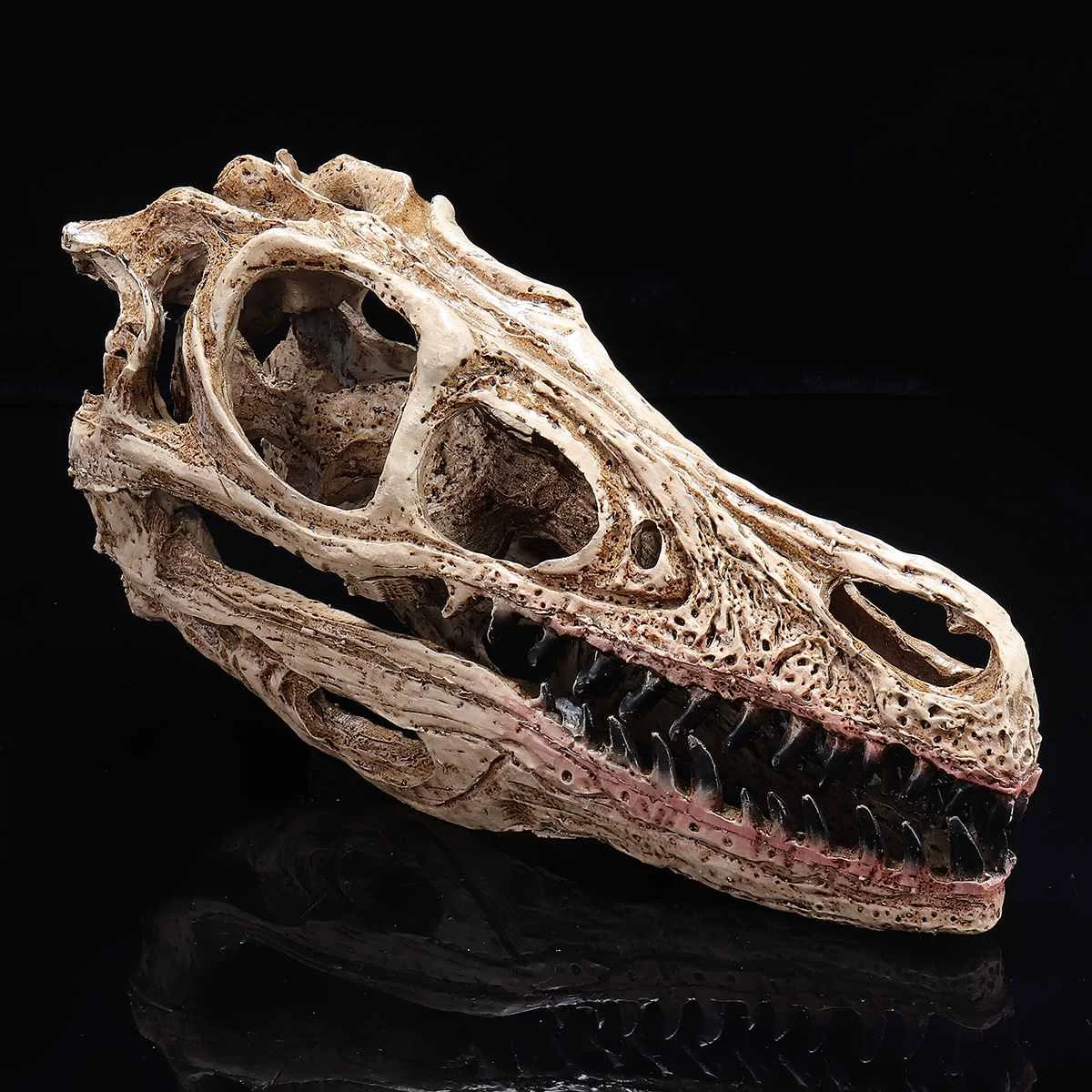 

1:10 Retro Velociraptor Dinosaur Resin Skull Head Model Statue Craft Collection Medical Science School Educational Supply