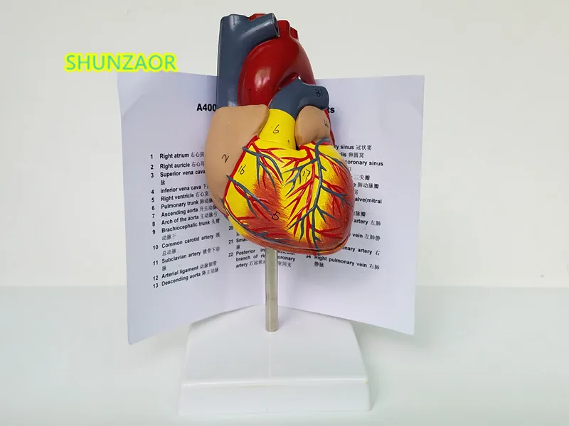 Эмульгационные анатомические модели человеческого сердца, медицинский режим l для медицинских исследований в школе