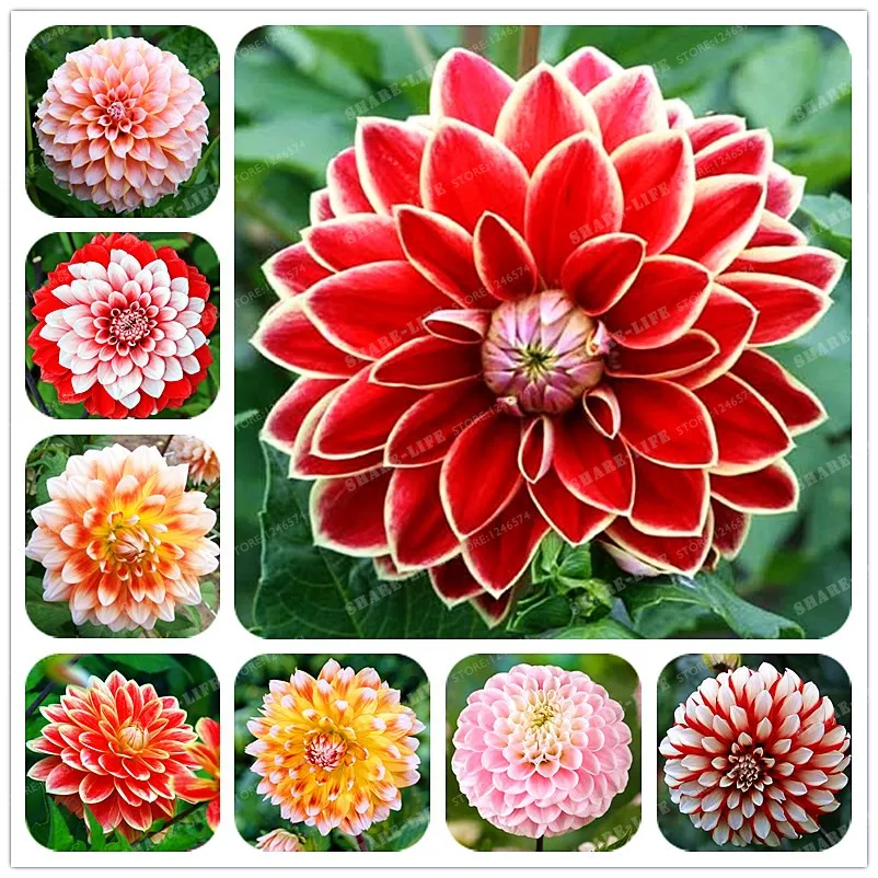 

Rare Mixed Colors Dahlia Bonsai Beautiful Perennial Flowers Bonsai Dahlia for DIY Home Garden 10 PCS/Bag